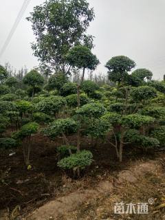 2.2厘米造型大叶女贞