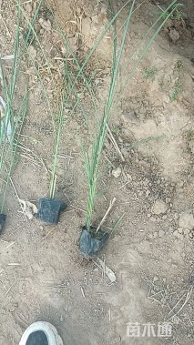 高度35厘米矢羽芒