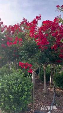 16公分红火箭紫薇