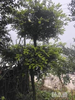 高度50厘米瓜子黄杨