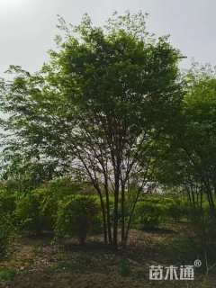 8公分(5杆)丛生榉树