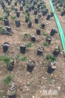 高度10厘米黑松