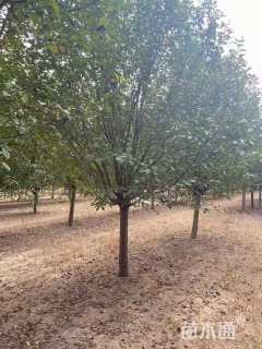 10公分绚丽海棠