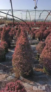 高度40厘米小丑火棘