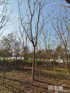 11公分黄山栾树