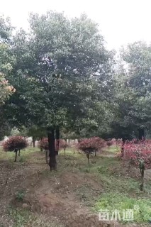 12公分香樟