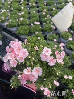 高度10厘米福禄考