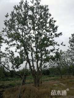 12公分丛生乌桕