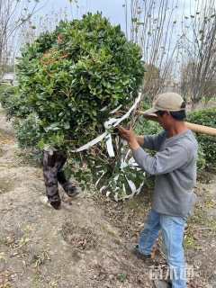 冠幅150厘米海桐球