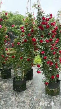 高度150厘米月季