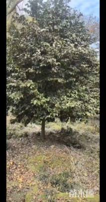 高度300厘米茶花