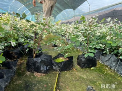 高度20厘米白雪木