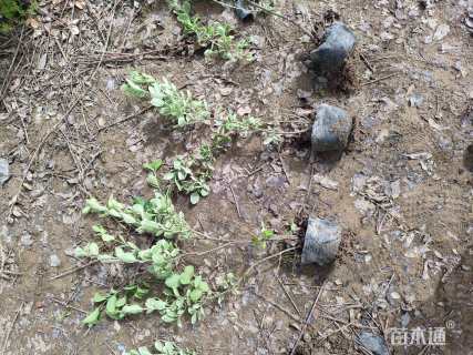 高度45厘米卫矛