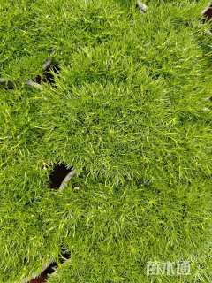 高度10厘米仰卧漆姑草