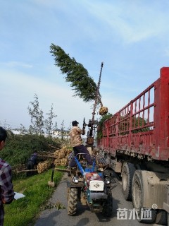 高度500厘米雪松