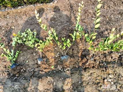 高度38厘米金森女贞