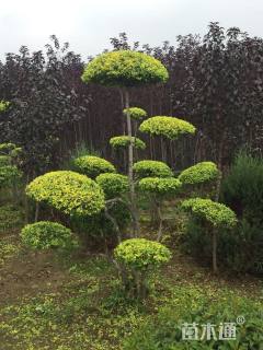 15公分造型金叶榆