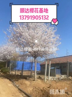 15公分染井吉野樱