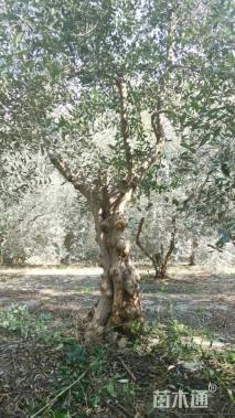 25公分油橄榄
