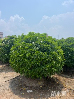 高度160厘米非洲茉莉球