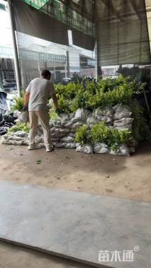 高度40厘米金森女贞