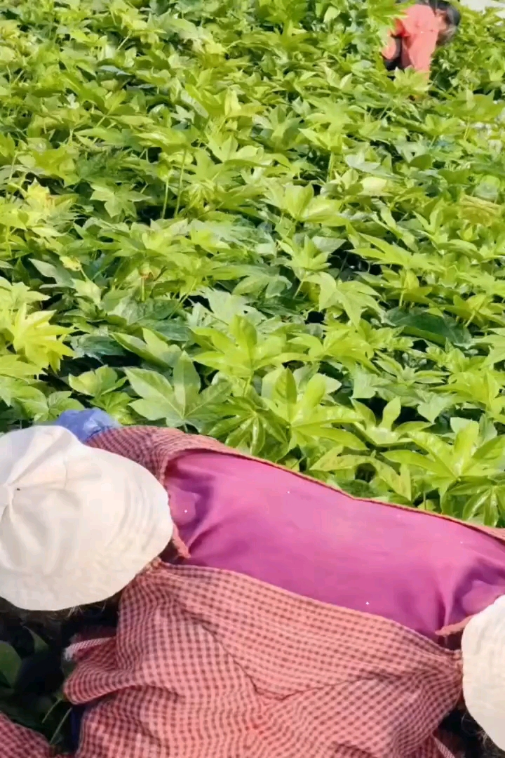 高度40厘米八角金盘小苗