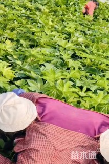 高度40厘米八角金盘小苗