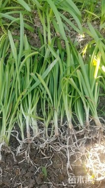 高度35厘米百子莲