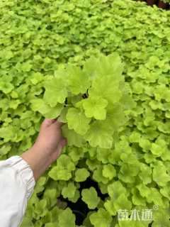 高度10厘米矾根