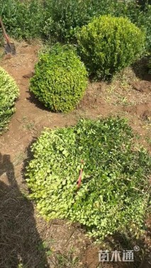 高度100厘米黄杨