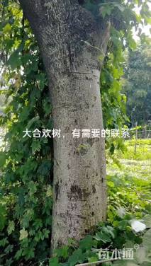 30公分合欢