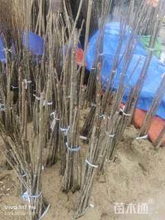 高度50厘米香椿小苗