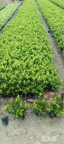 高度20厘米龙船花