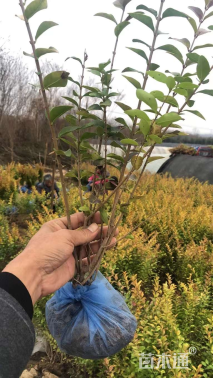 高度30厘米金叶女贞
