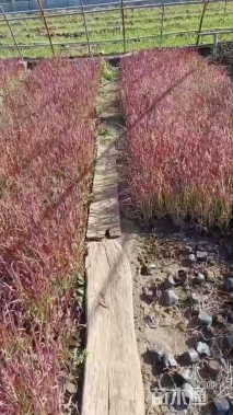 高度32厘米血草
