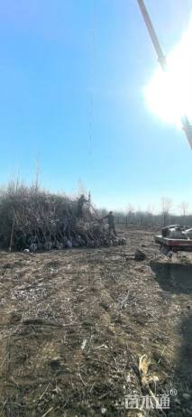 高度300厘米红果树