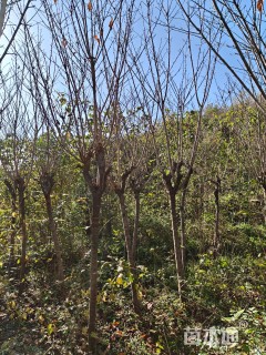 5公分樱花