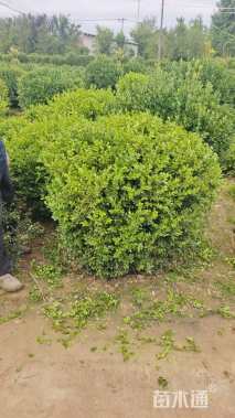 冠幅120厘米瓜子黄杨球