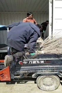 高度150厘米木槿