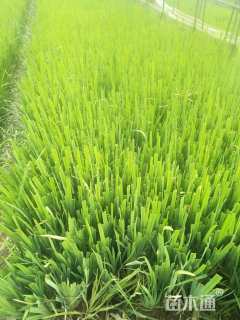 高度20厘米鸢尾