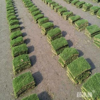 草块状马尼拉草