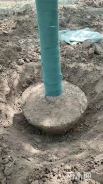 15公分金丝垂柳