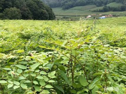 高度10厘米刺嫩芽