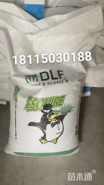 黑麦草