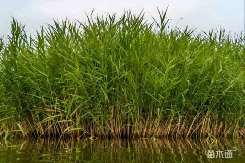 高度100厘米芦苇