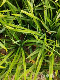 高度25厘米鸢尾