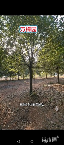 15公分香樟