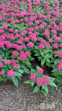 高度20厘米五星花