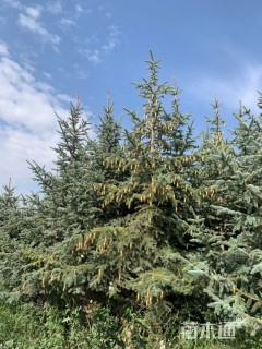 高度300厘米云杉