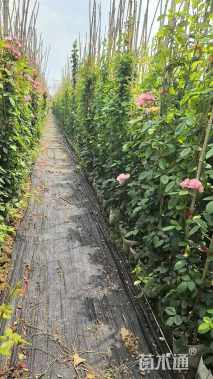 300厘米藤本月季